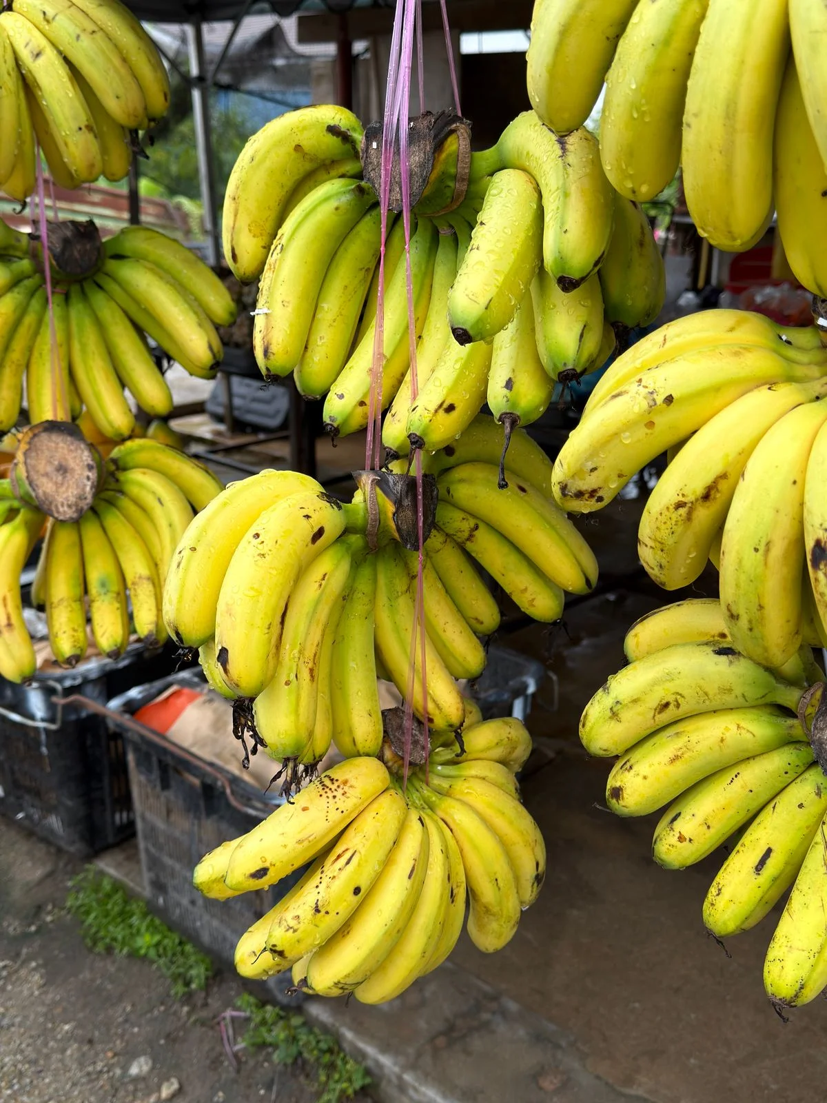 Banana