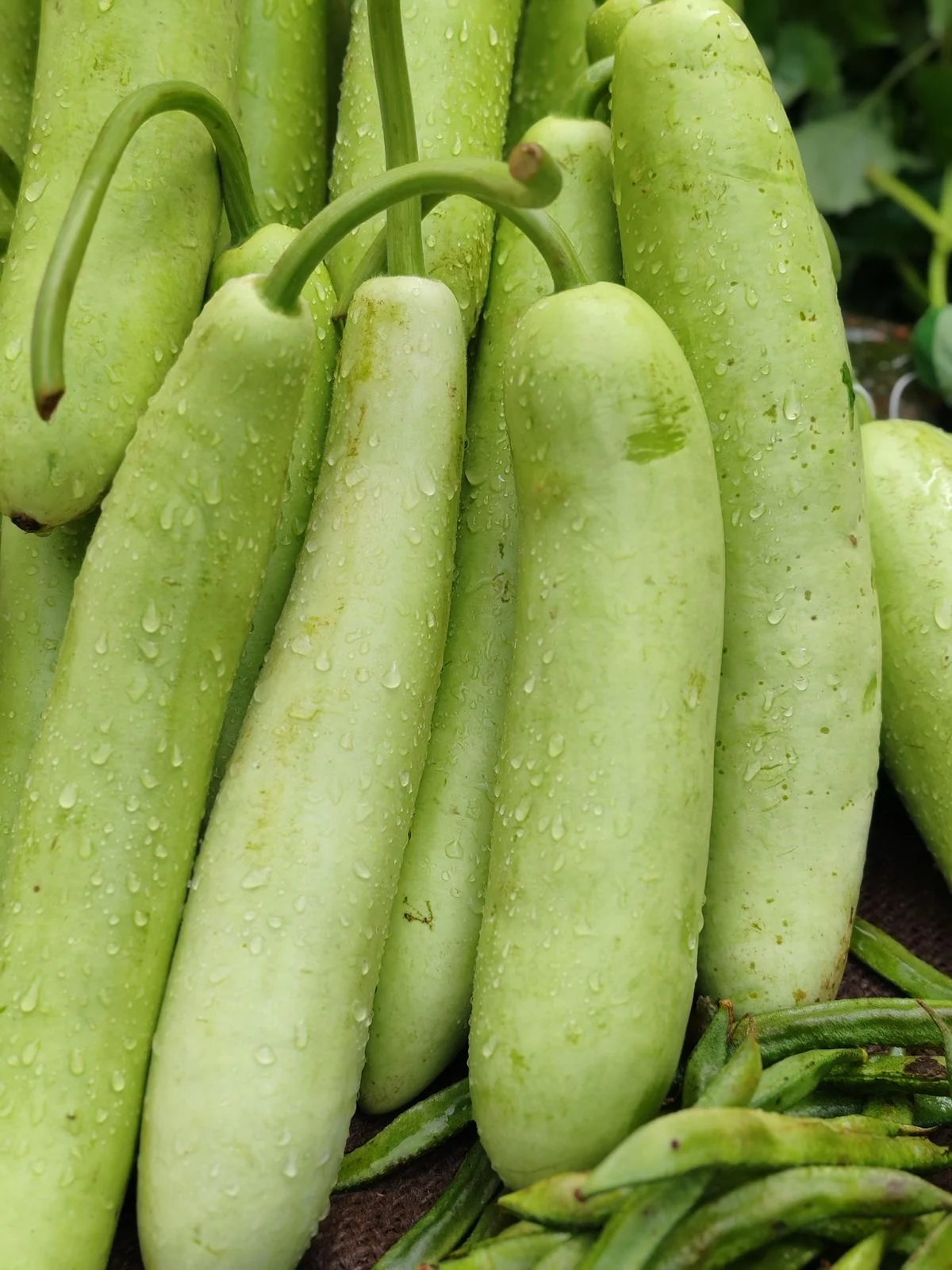 Gourds (Bottle & Ridge Gourd)