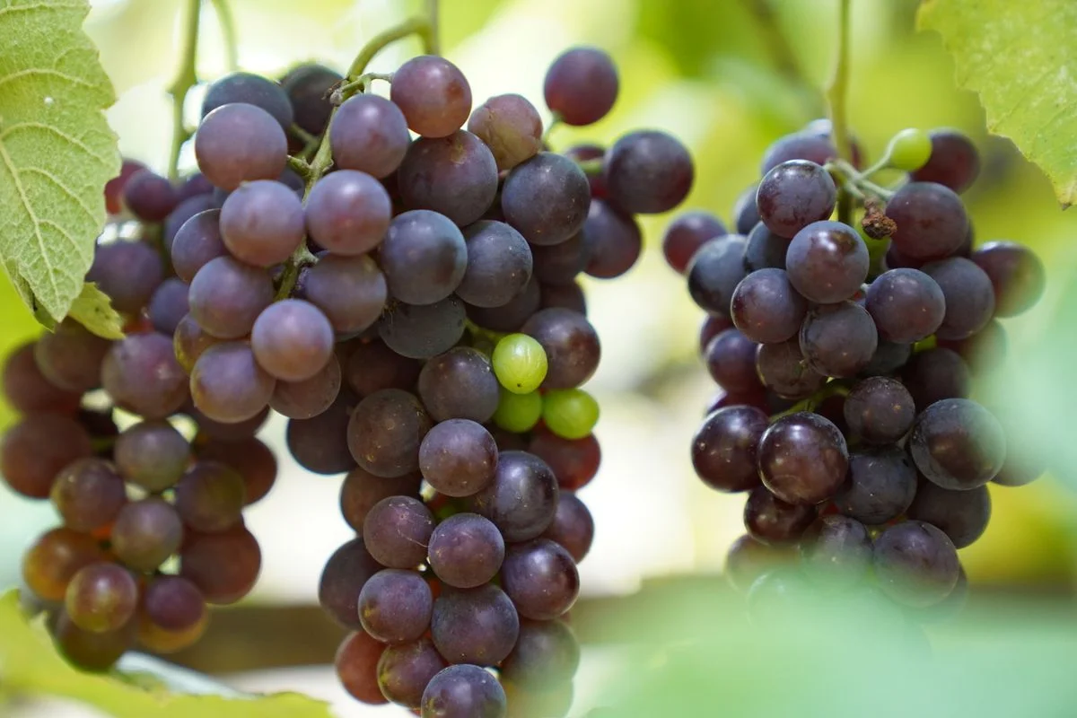 Grapes