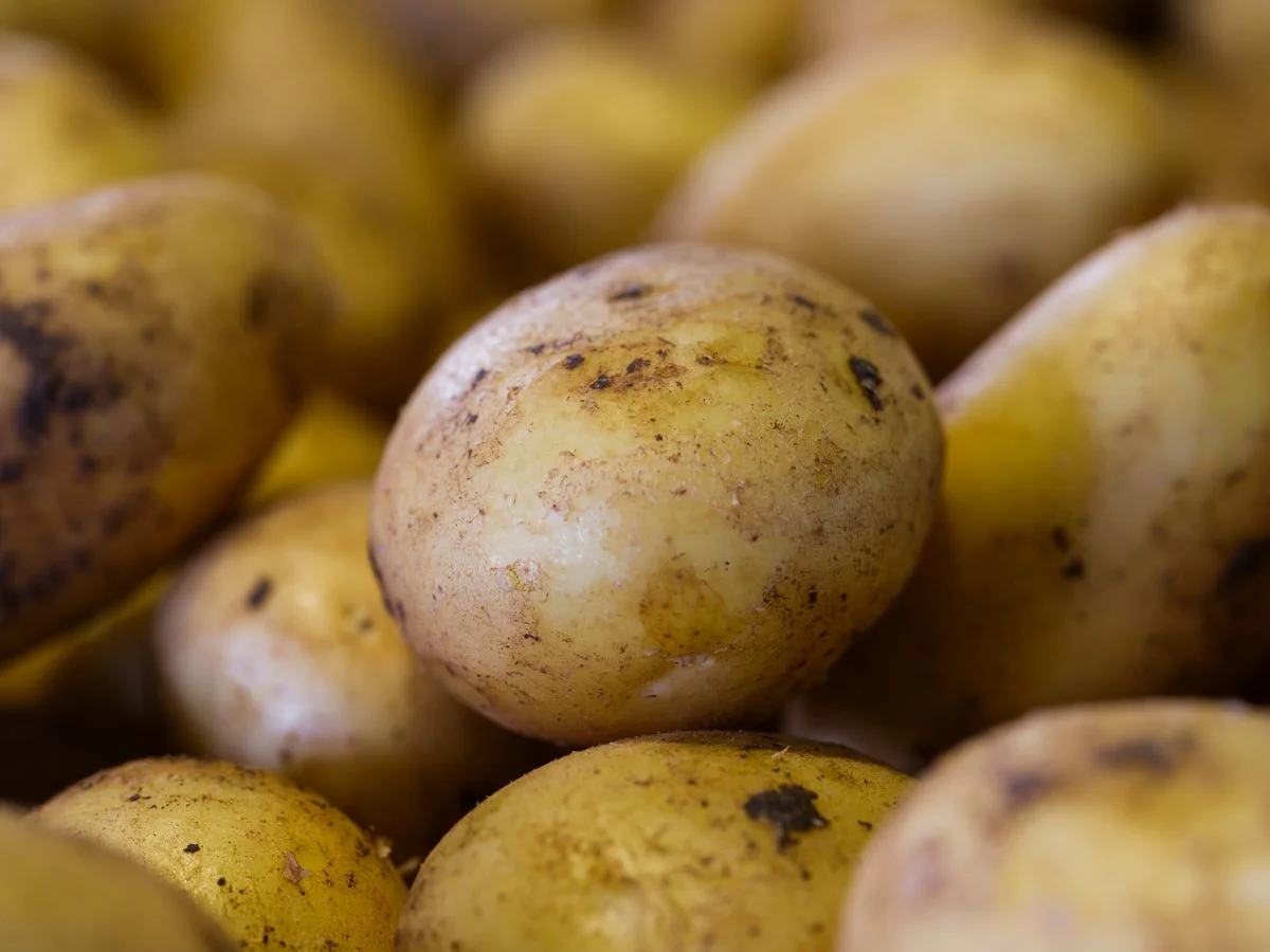 Potato