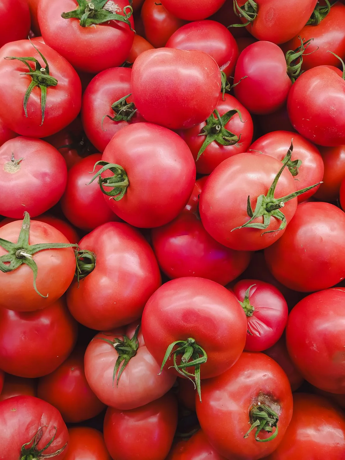 Tomato